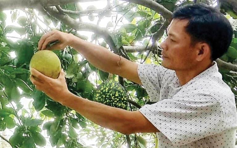 Cửa sông Trà Khúc ở Quảng Ngãi mọc một rừng dừa nước đẹp như phim, bên dưới la liệt cá tôm - Ảnh 1.