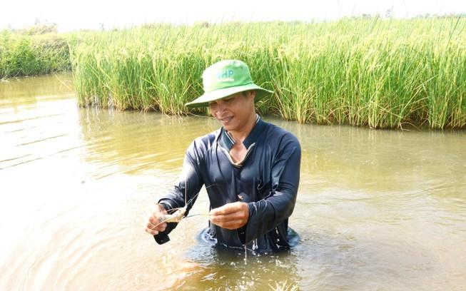 Cửa sông Trà Khúc ở Quảng Ngãi mọc một rừng dừa nước đẹp như phim, bên dưới la liệt cá tôm - Ảnh 4.
